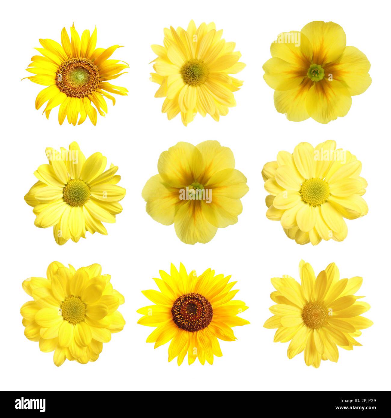 Set with different beautiful yellow flowers on white background Stock Photo