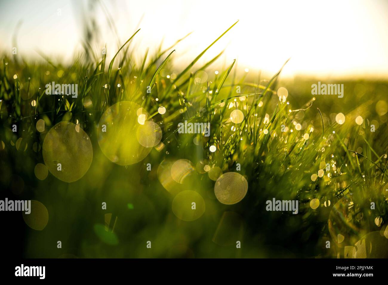 Bremen, Germany. 03rd Apr, 2023. Dew drops in the grass at sunrise. Today, from the north to the center, initially sunny, in the south partly cloudy, occasionally some sun. Directly at the Alps and towards evening also in the east sporadic snow. Credit: Sina Schuldt/dpa/Alamy Live News Stock Photo