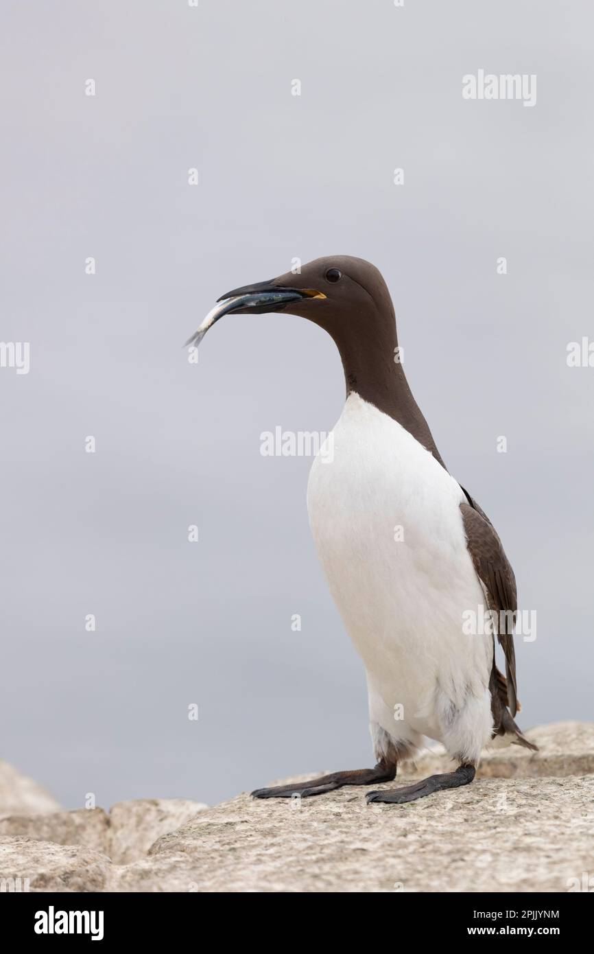 The common murre or common guillemot (Uria aalge) on the cliff who caught a fish Stock Photo