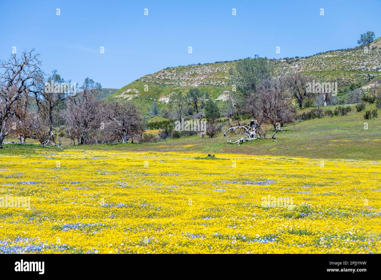 Wildflowers in California Valley Stock Photo