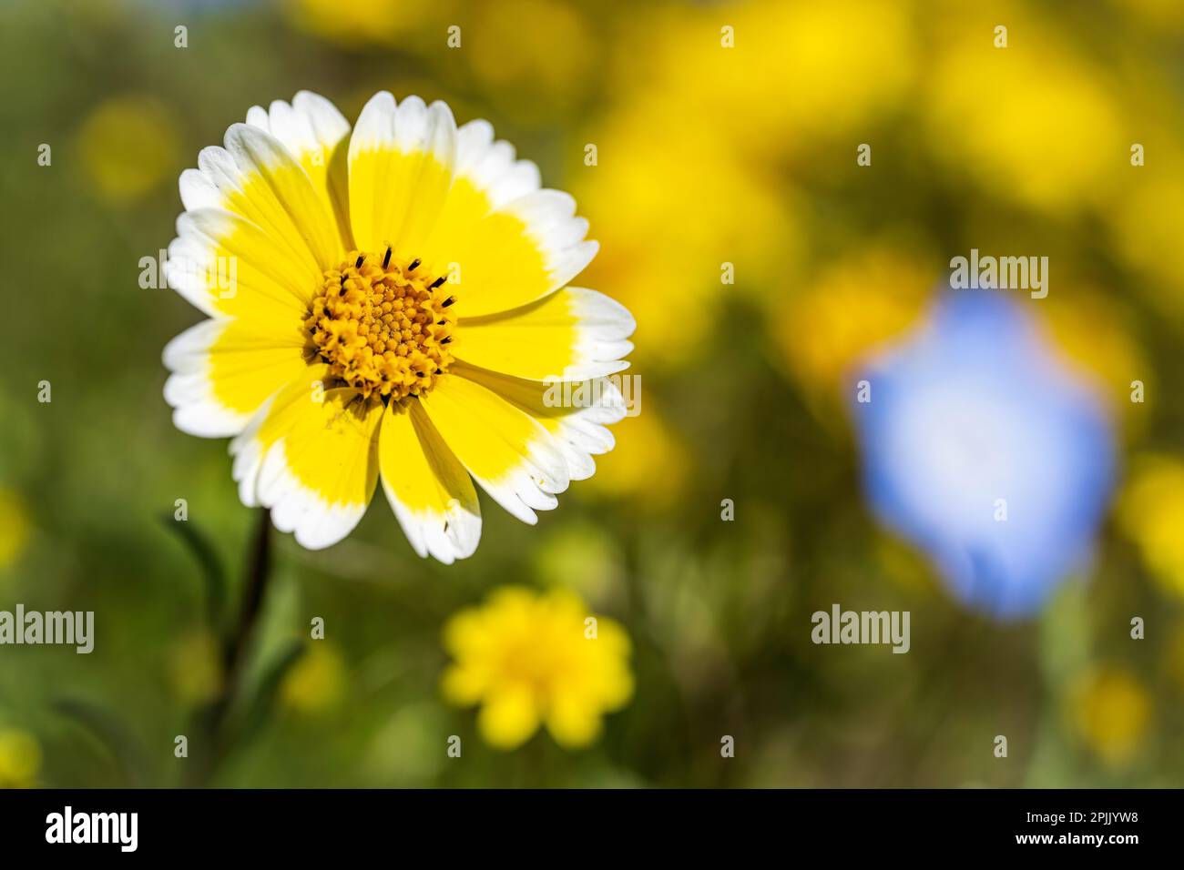 Wildflowers in California Valley Stock Photo Alamy