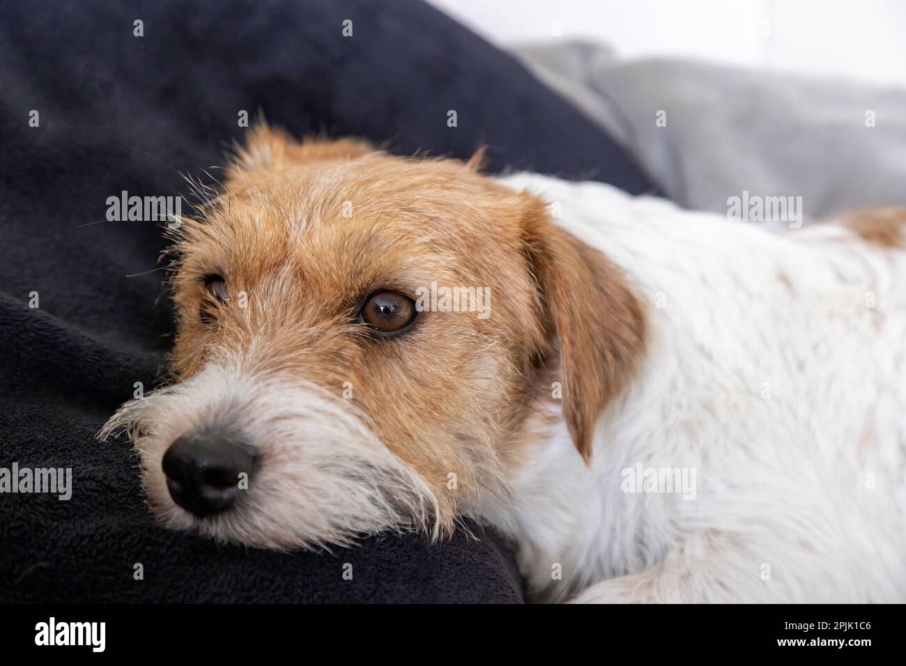 Rough jack russell terrier hires stock photography and images Alamy