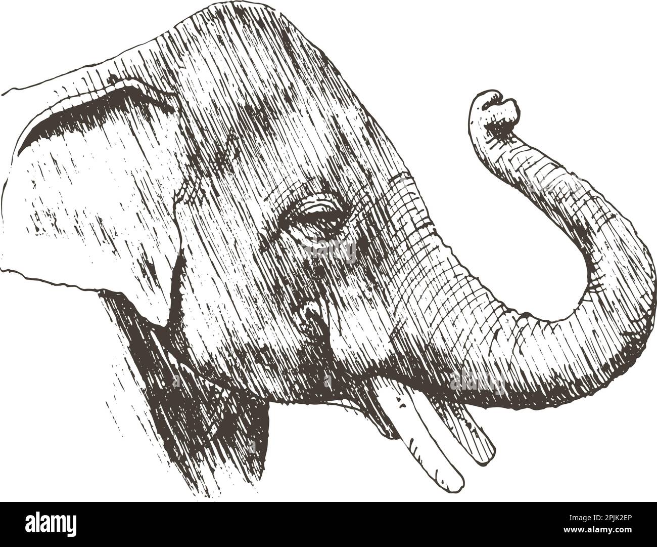 Elephant Trunk Up Drawing