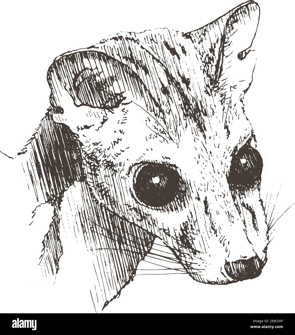 Weasel, hand drawn, vector illustration Stock Vector