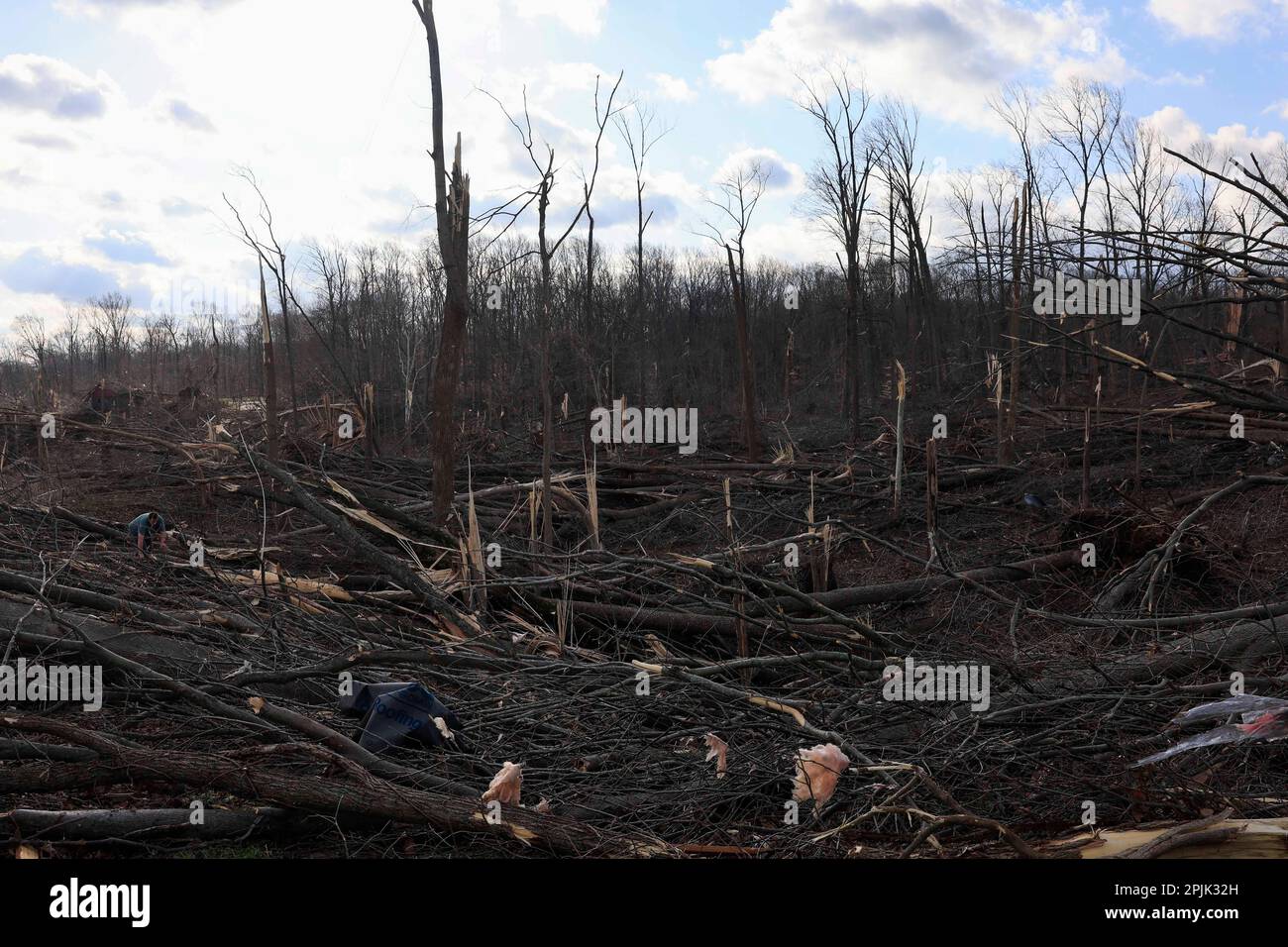 Stinesville, United States. 01st Apr, 2023. Trees in a wooded are