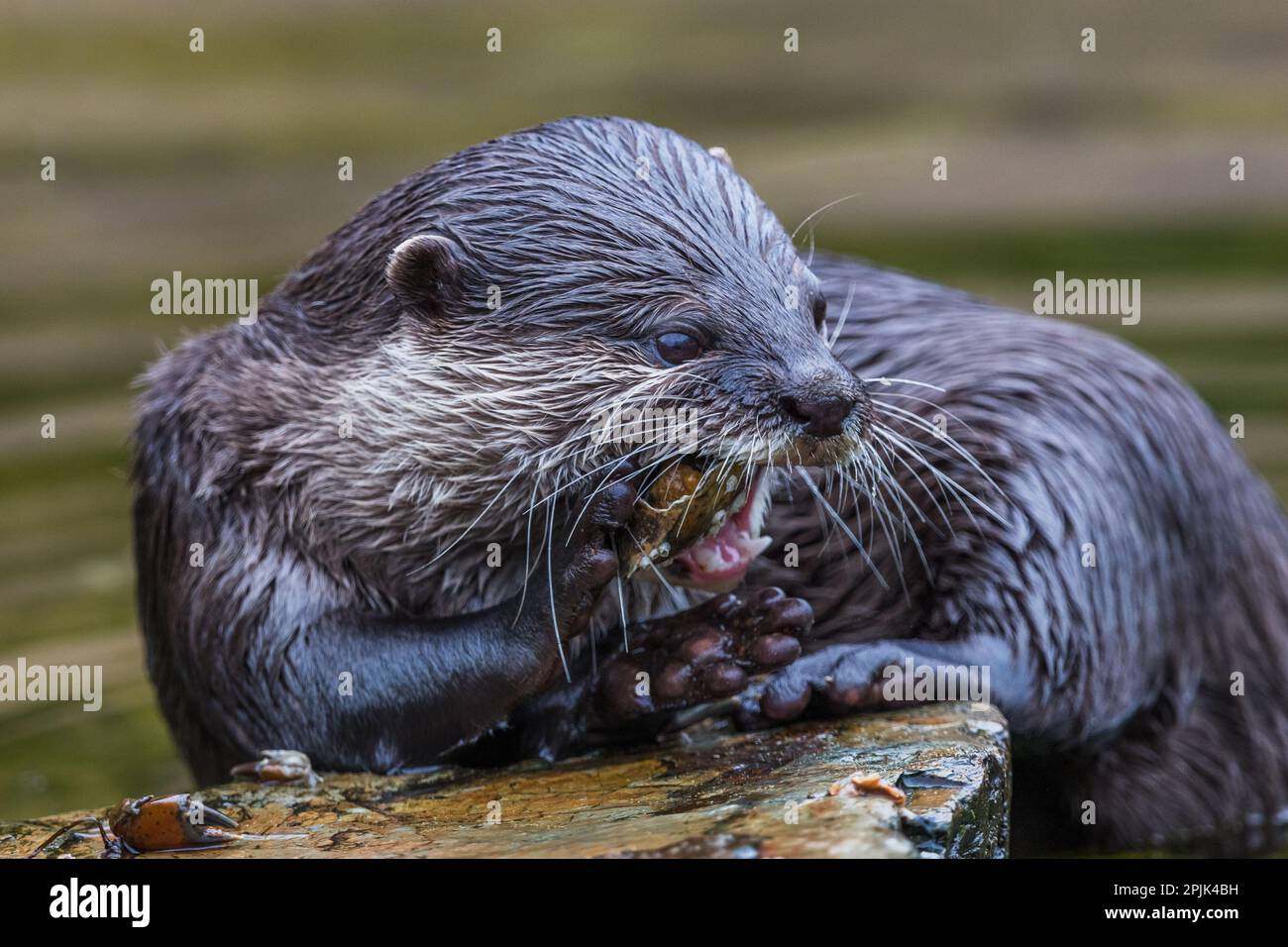 Close up of a Short clawed otter crunching the shell of a crab on the waters edge in Lancashire. Stock Photo