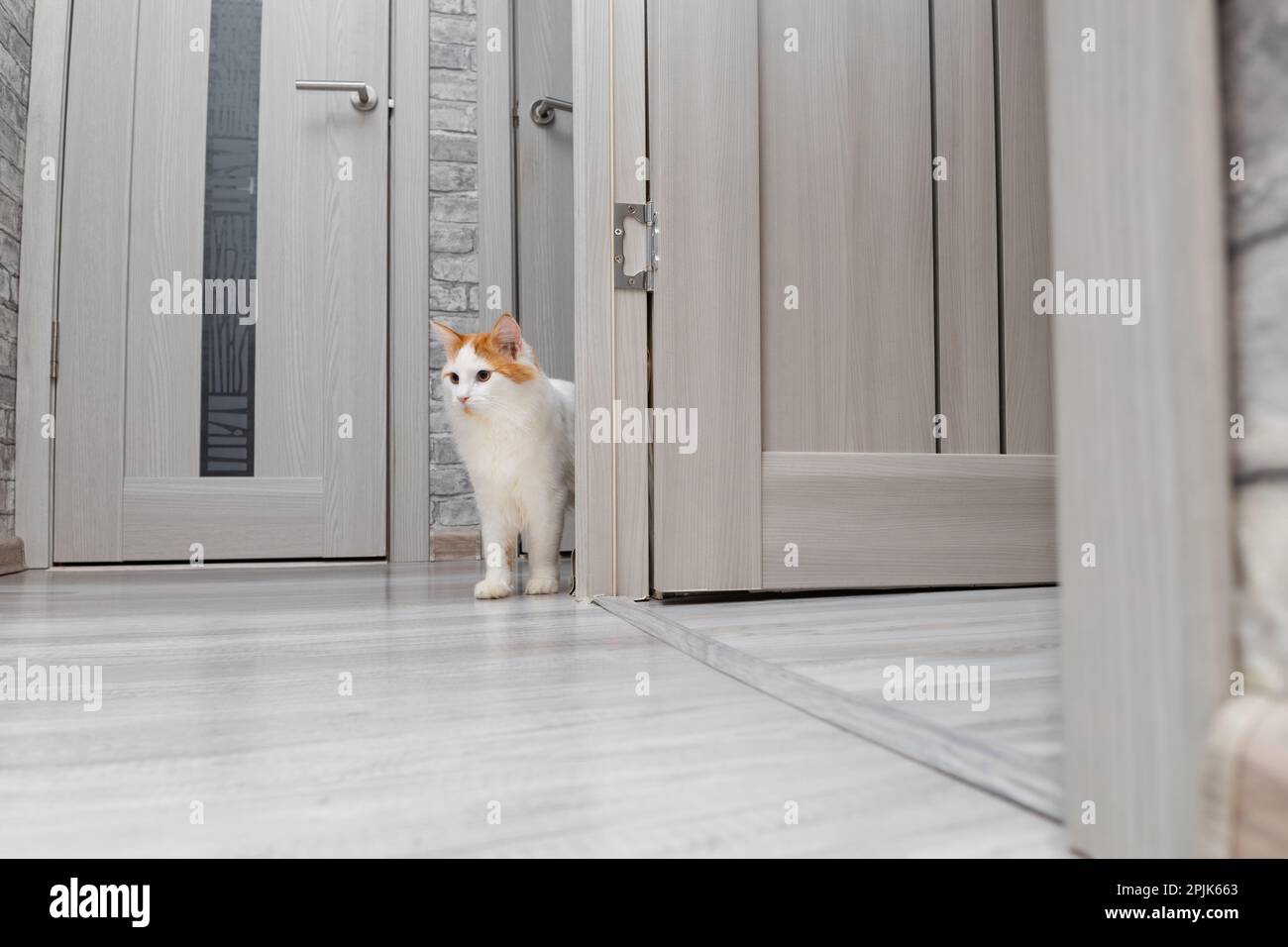 domestic cat peeks out from around the corner of the interior Stock Photo