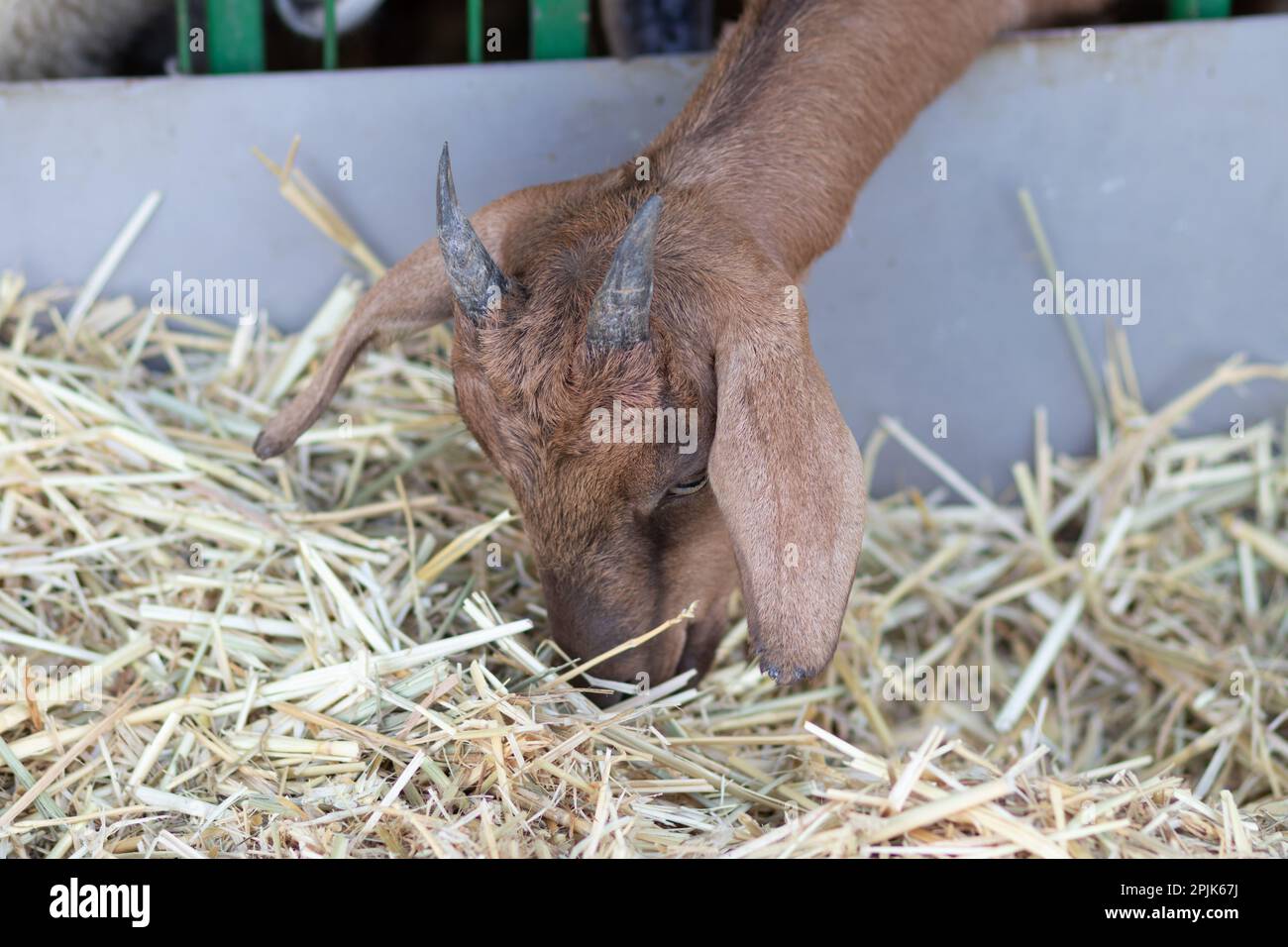 Closeup on the head of a brown goat eating straw in a barn Stock Photo