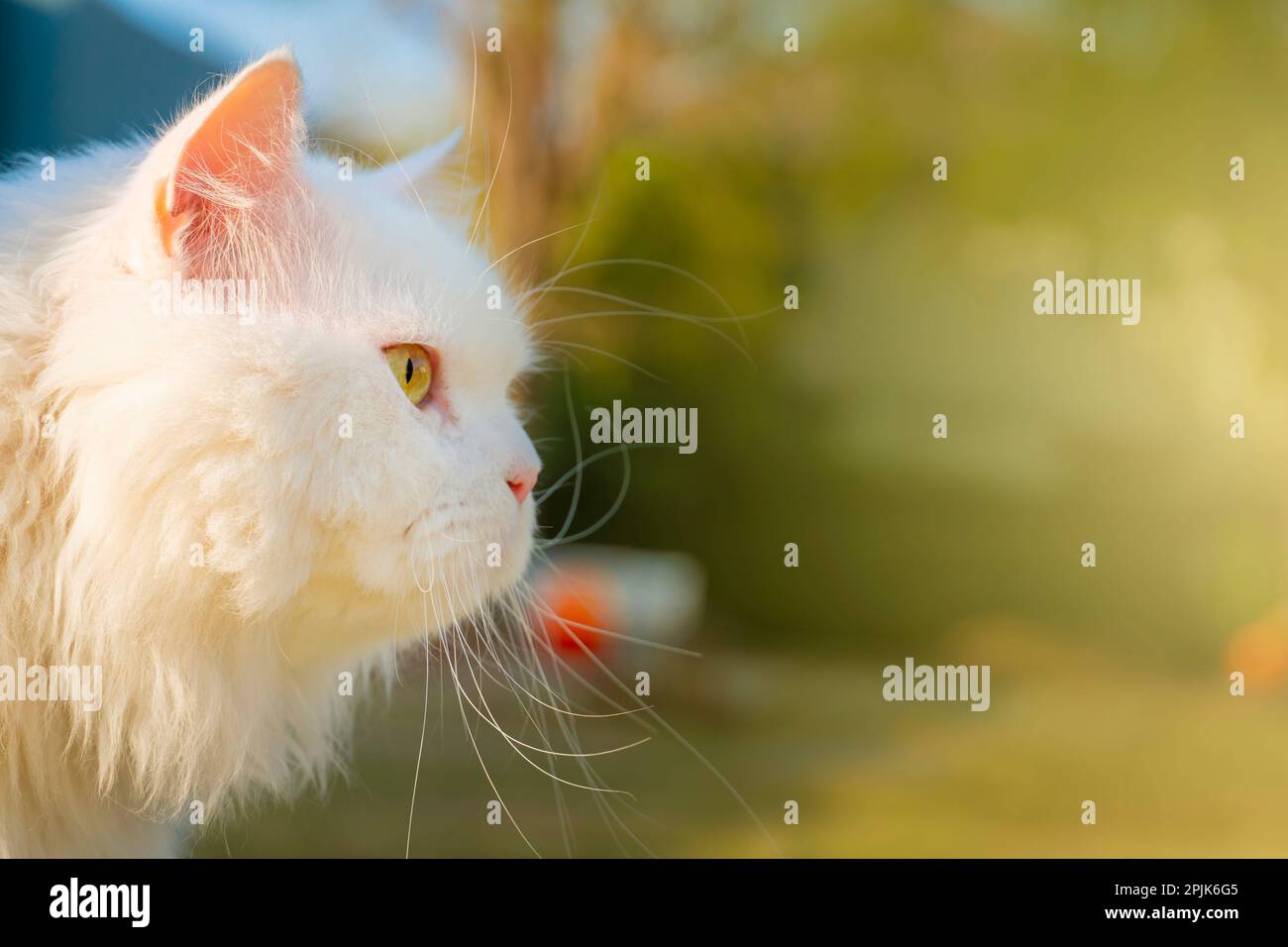 White Persian cats looking forward in nature Stock Photo