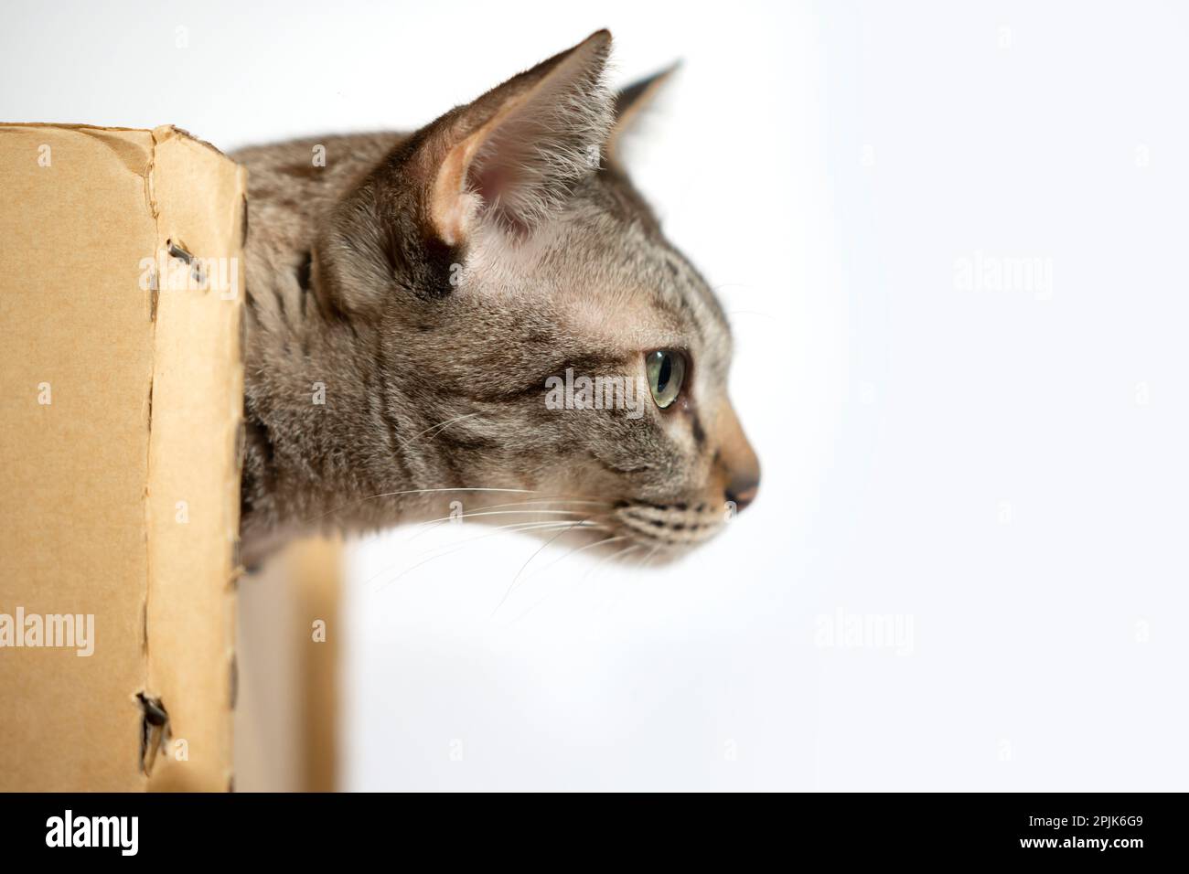 The tabby cat in a cardboard box and looks forward Stock Photo Alamy