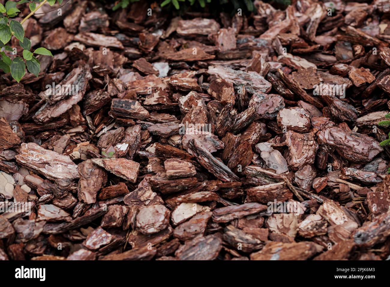 Wood chips for landscaping. Pine bark used in horticulture as