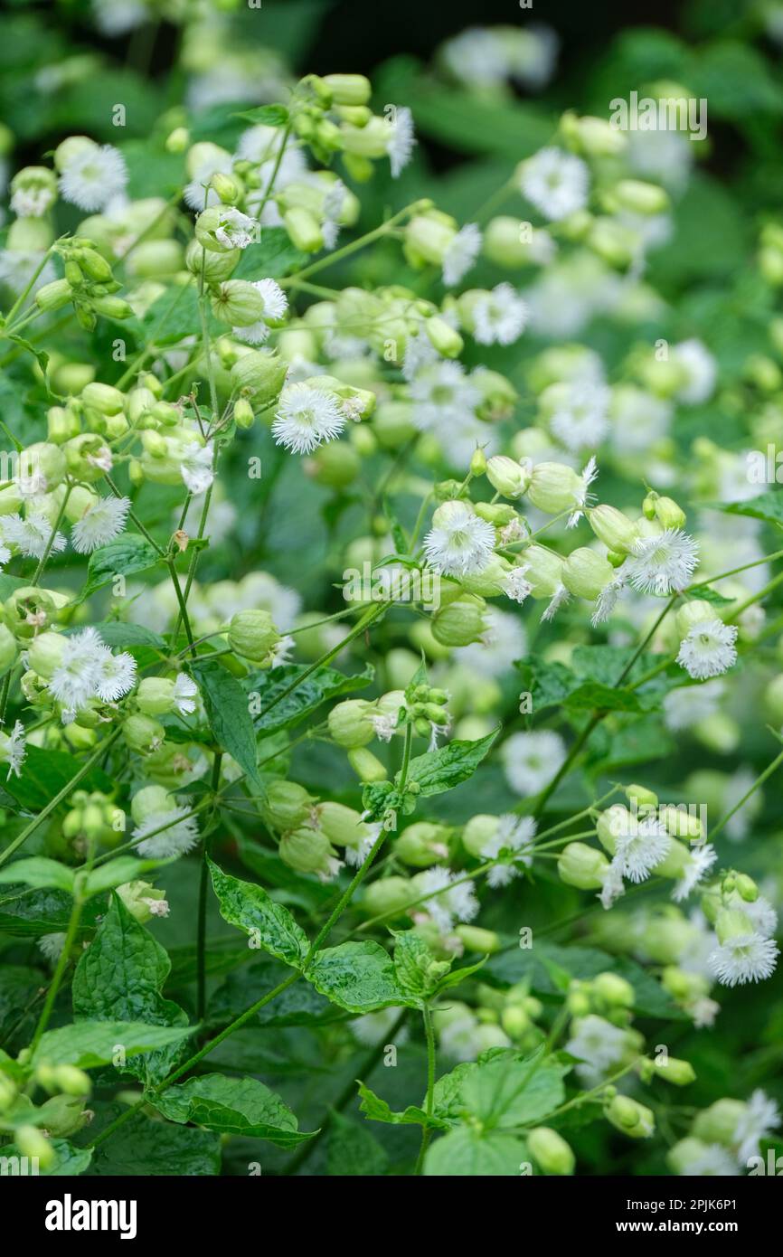 Silene multifida, fringed-flowered campion, deciduous perennial, white flowers, frilly petals Stock Photo