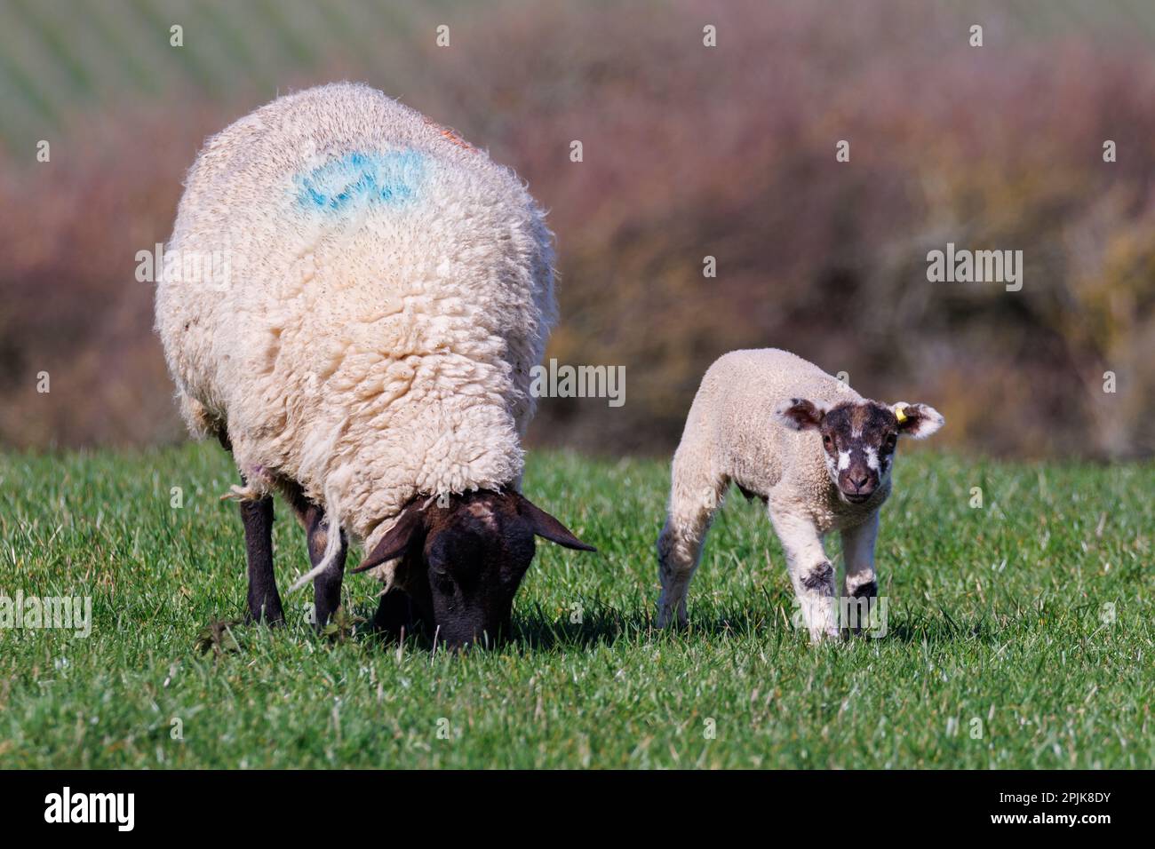 Springs lamb and ewe in the Sussex countryside, UK Stock Photo