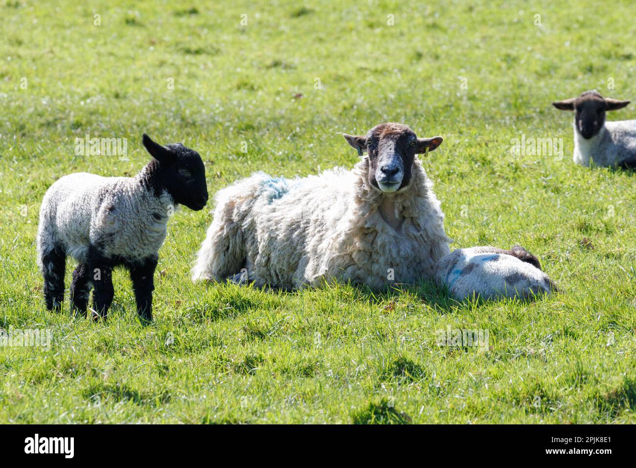 Spring lambs and ewe in the Sussex countryside, UK Stock Photo