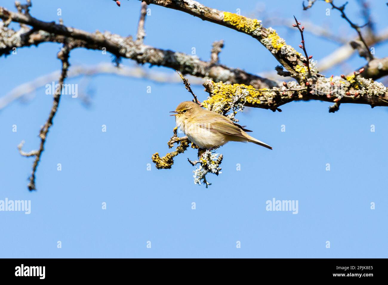 Chiffchaff (Phylloscopus collybita) in the Sussex countryside, UK Stock Photo