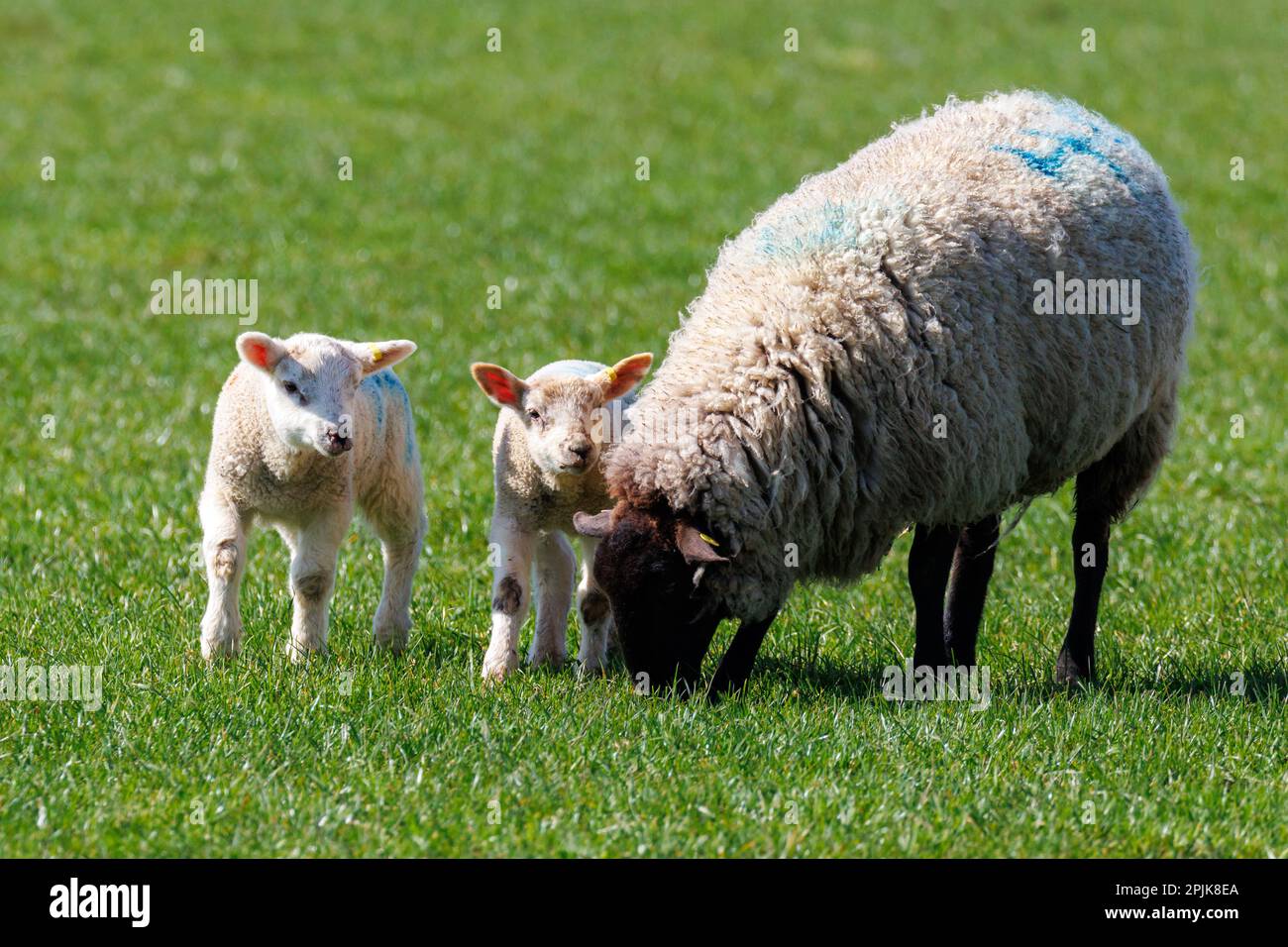 Springs lambs and ewe in the Sussex countryside, UK Stock Photo