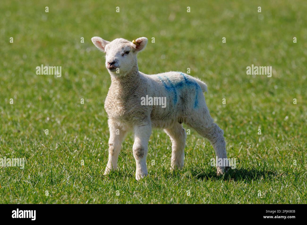 Springs lamb in the Sussex countryside, UK Stock Photo