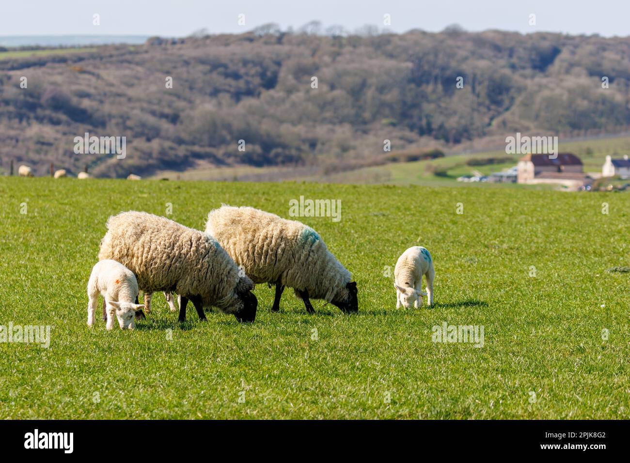 Springs lambs and ewe in the Sussex countryside, UK Stock Photo