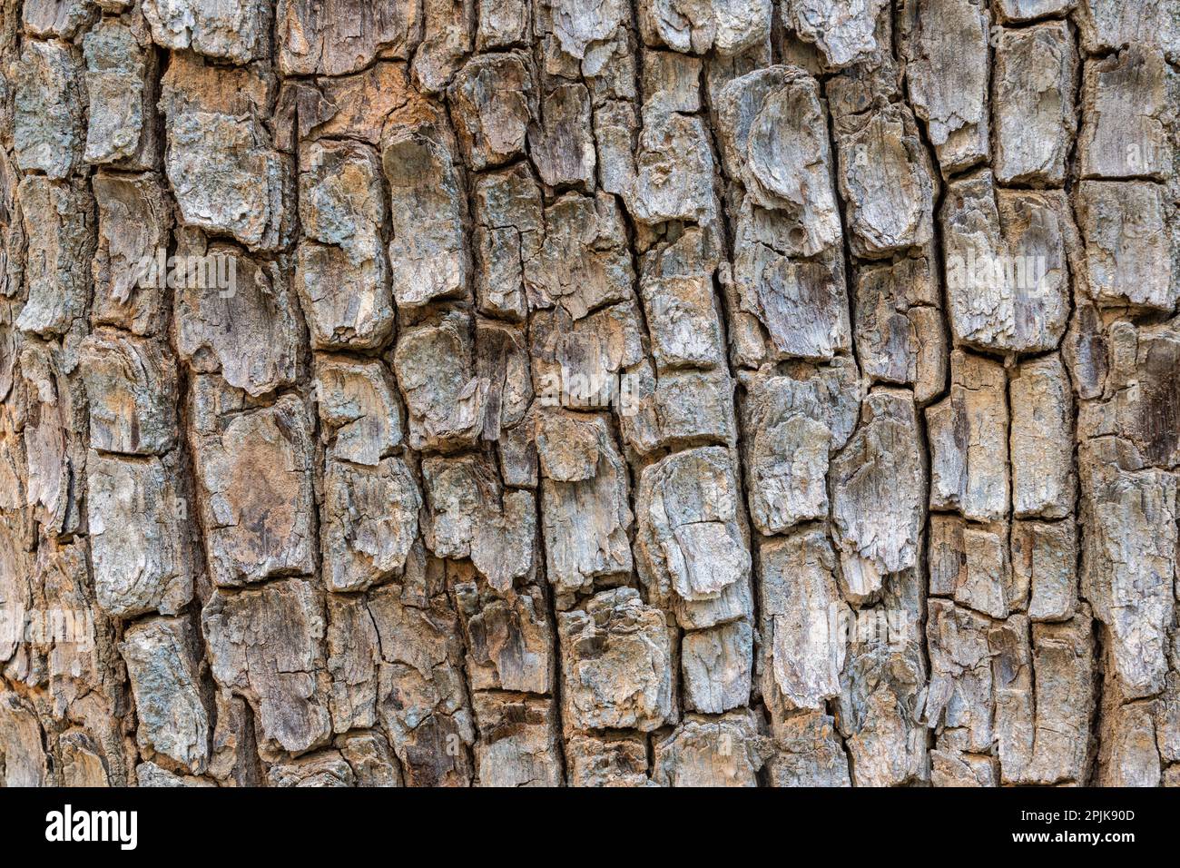 Closeup view of dipterocarpus alatus tropical tree bark, Thailand - natural background with graphic textured pattern Stock Photo