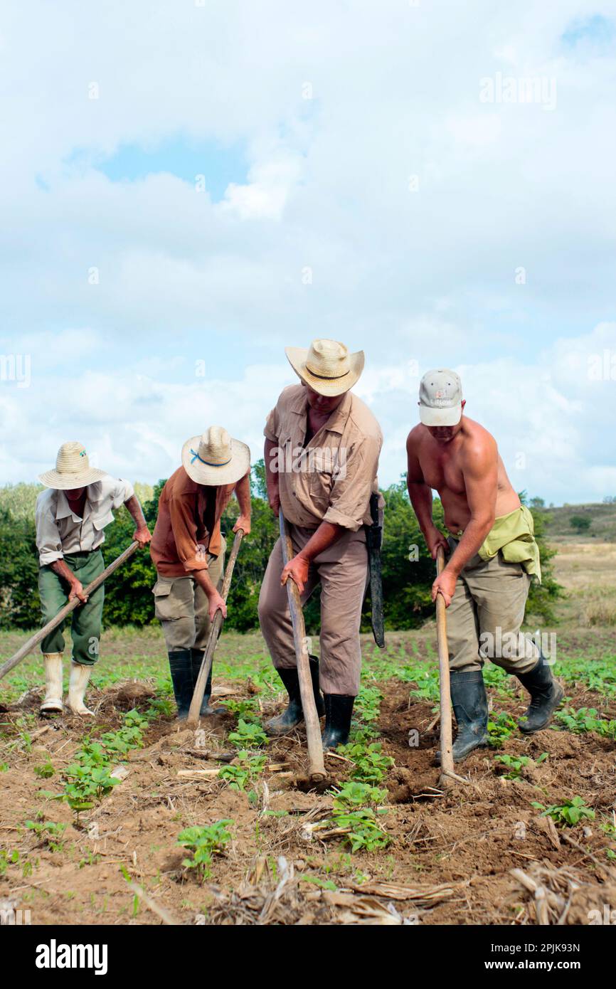 Hoeing farmers hires stock photography and images Alamy
