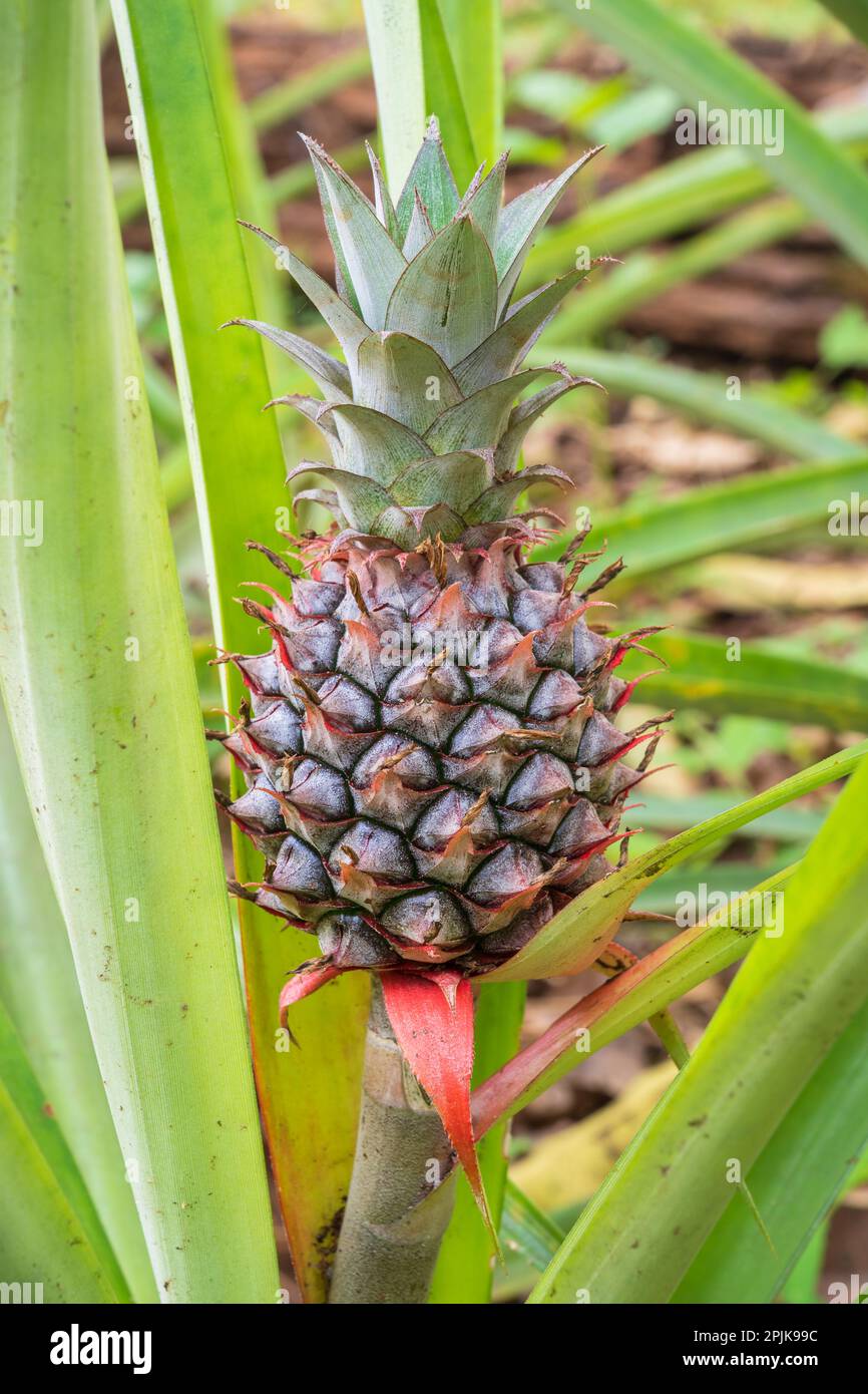 Closeup view of young pineapple fruit or ananas comosus growing in tropical garden, Thailand Stock Photo