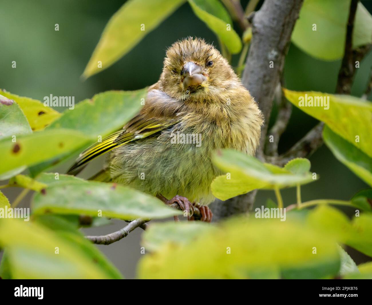 Greenfinch, Carduelis chloris, perched on branch showing signs of Finch disease (Trichomoniasis), Netherlands Stock Photo