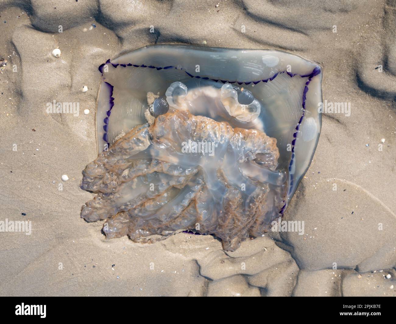 Stranded barrel jellyfish, Rhizostoma pulmo, on sandflat at low tide of Waddensea, Netherlands Stock Photo