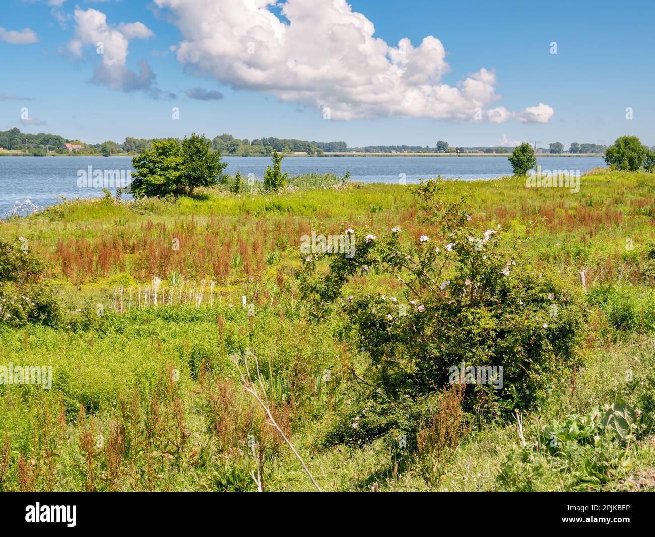 Wetland Blanke Slikken with marshes on Tiengemeten island in Haringvliet estuary, South Holland, Netherlands Stock Photo
