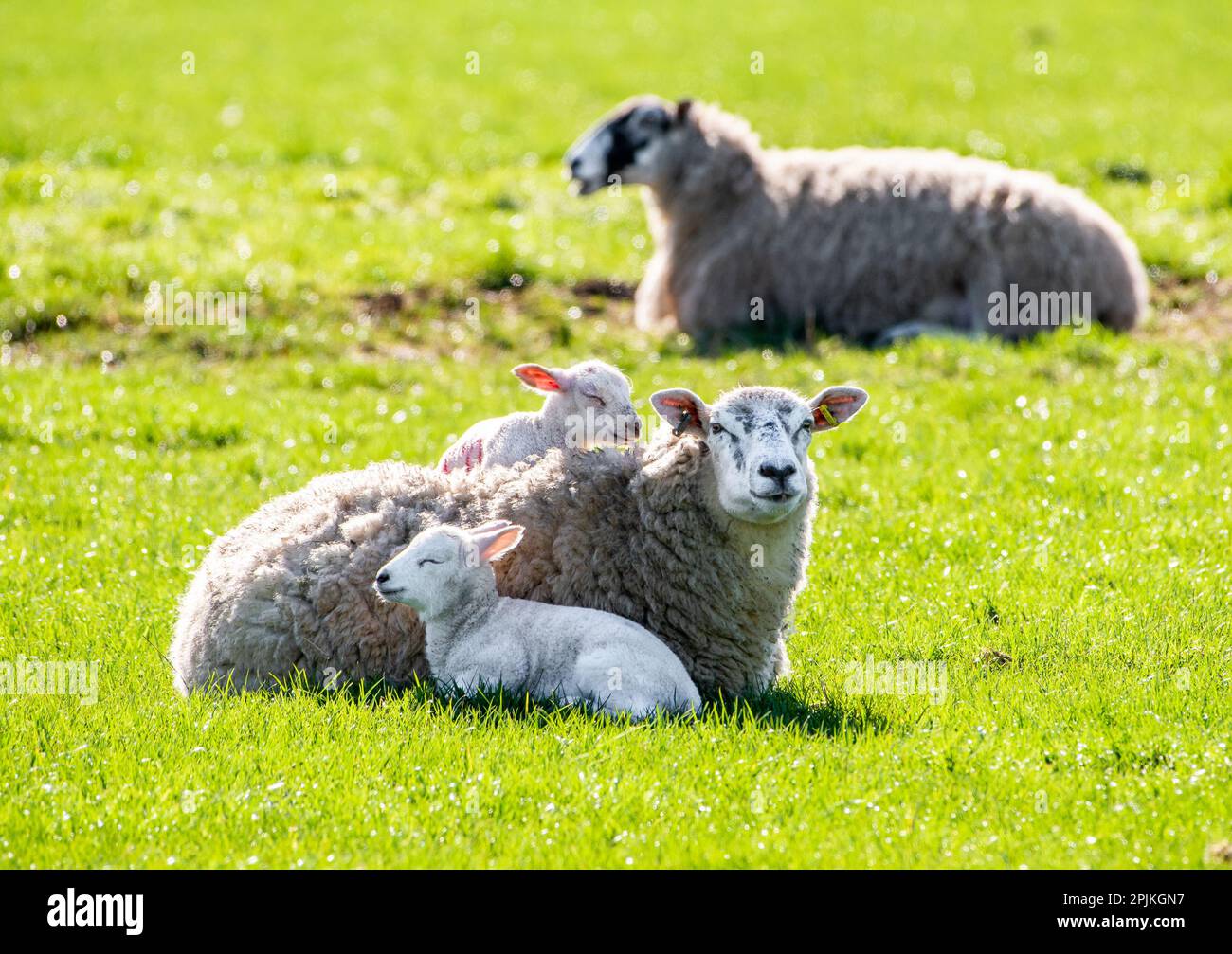 Chipping, Preston, Lancashire, UK Sleeping lambs on a sunny morning, Preston, Lancashire. Credit: John Eveson/Alamy Live News Stock Photo