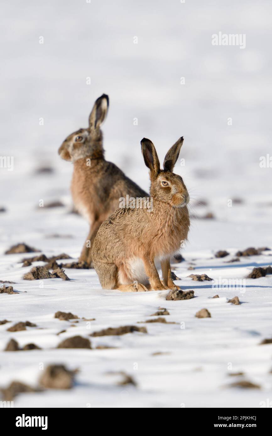 Winter hares... European hare ( Lepus europaeus ), two hares on a snowy field Stock Photo