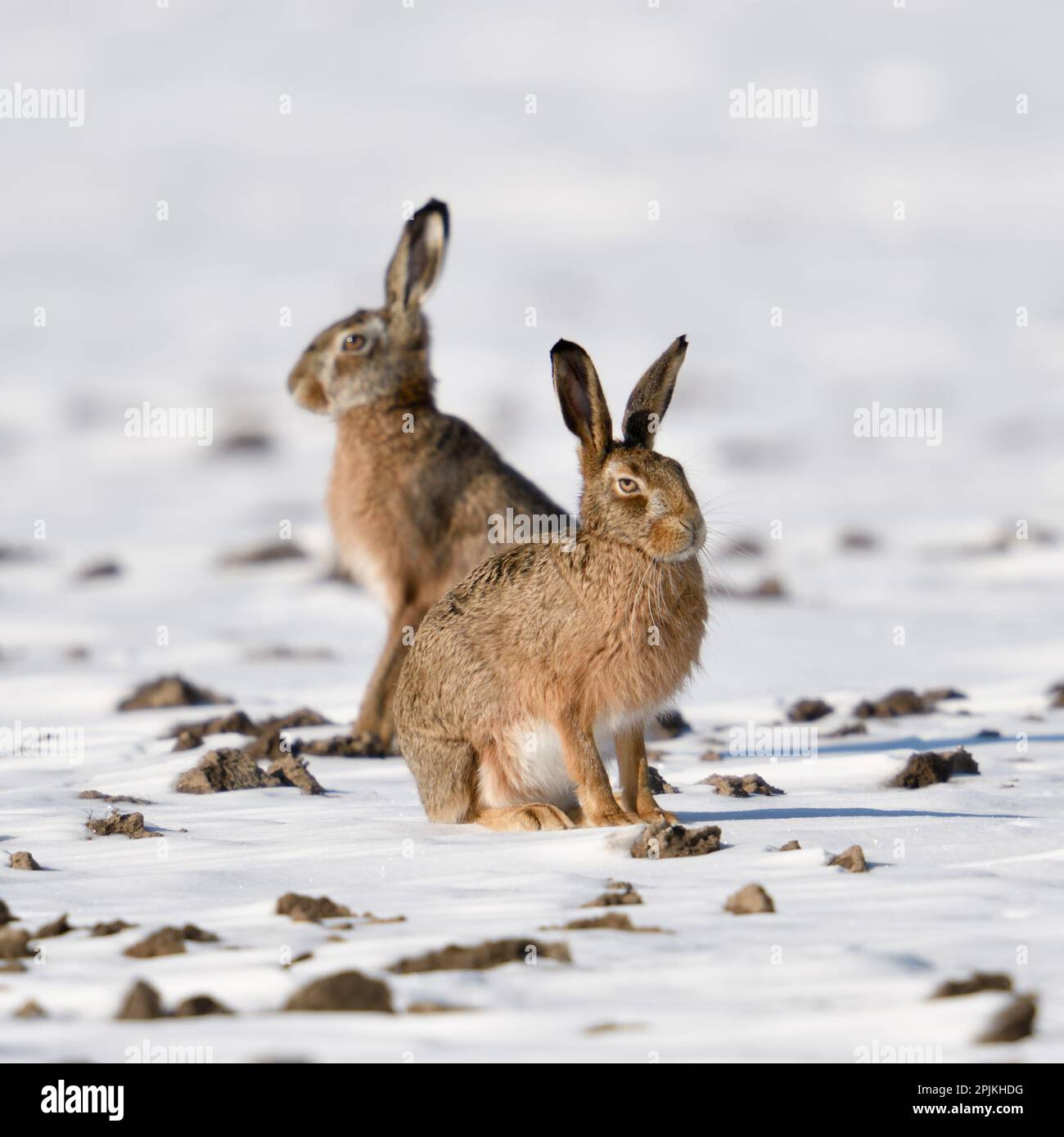 Winter hares... European hare ( Lepus europaeus ), two hares on a snowy field Stock Photo