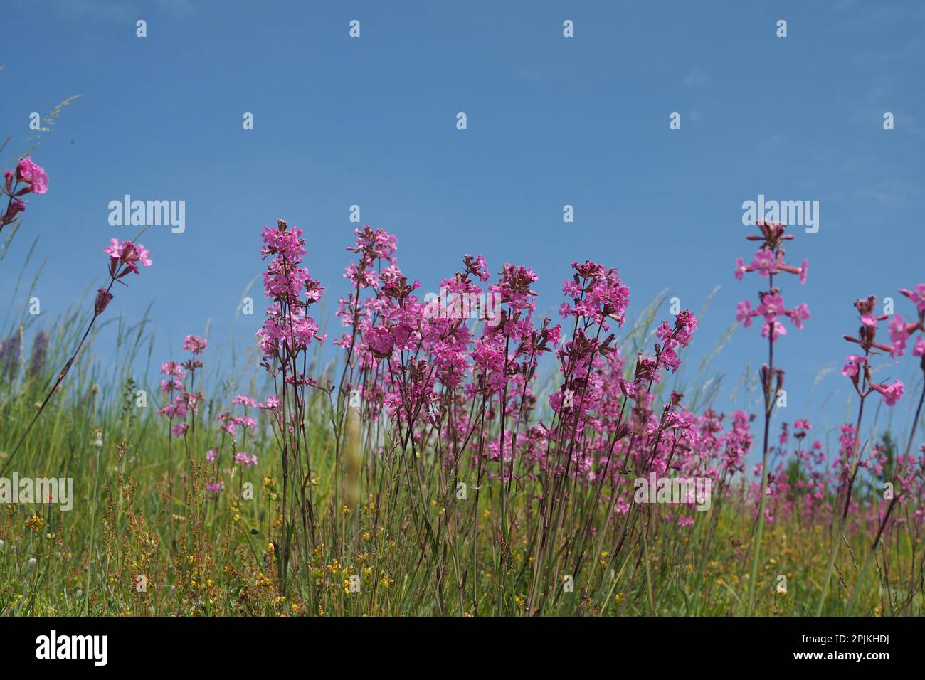 Flowering group of the rock lychnis Stock Photo