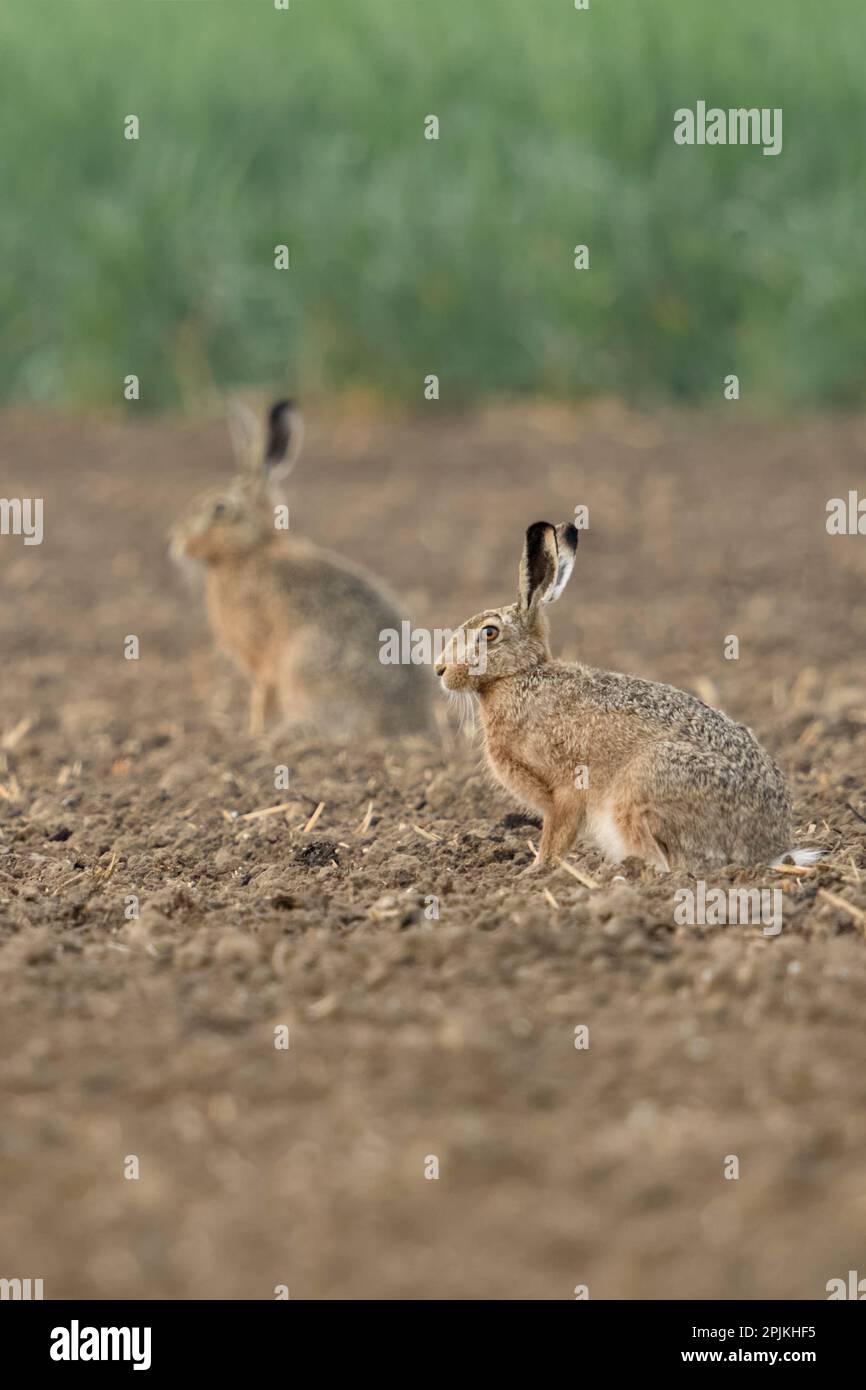 two of them... European hares ( Lepus europaeus ) sitting on a field Stock Photo