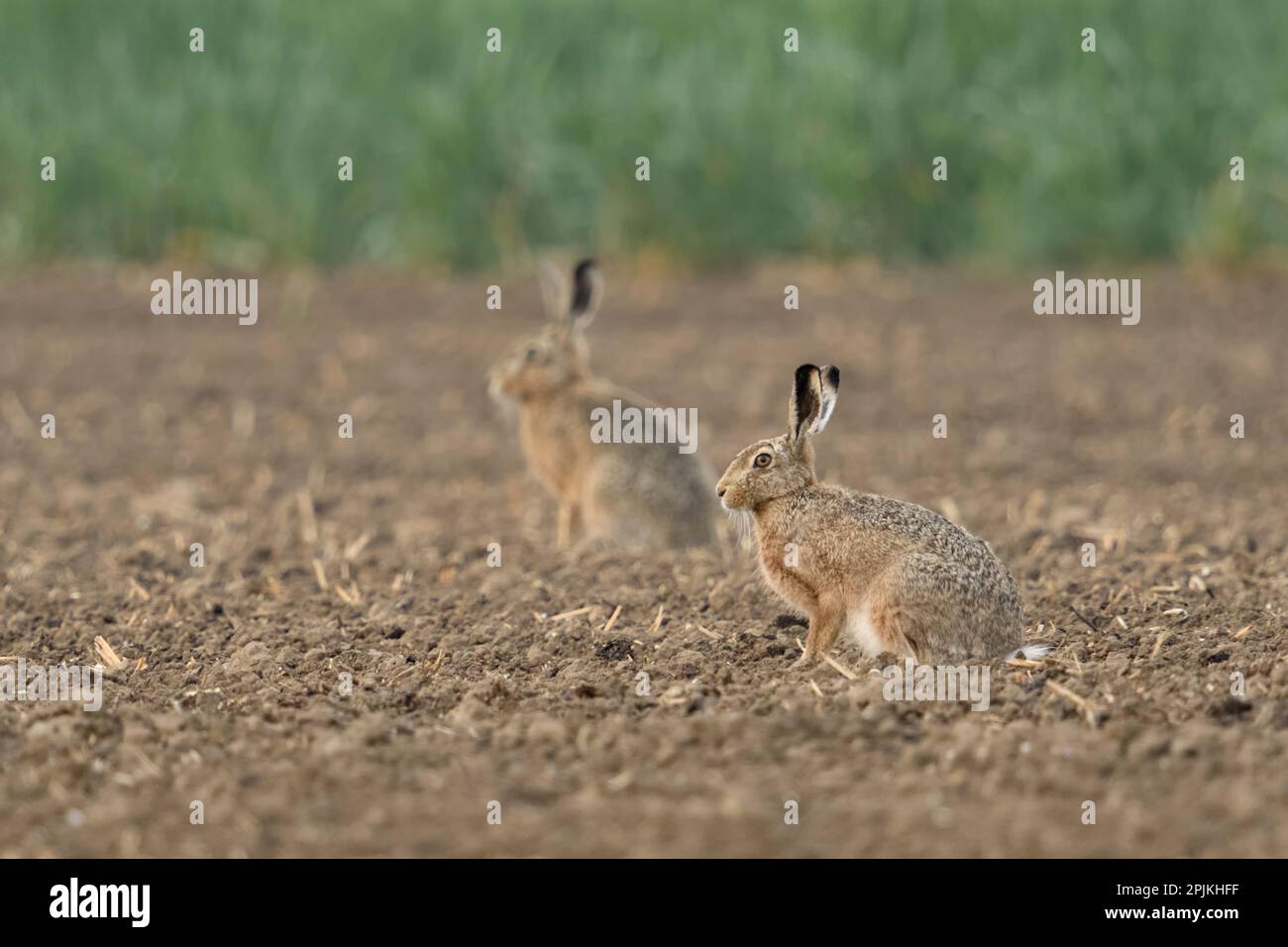 two of them... European hares ( Lepus europaeus ) sitting on a field Stock Photo