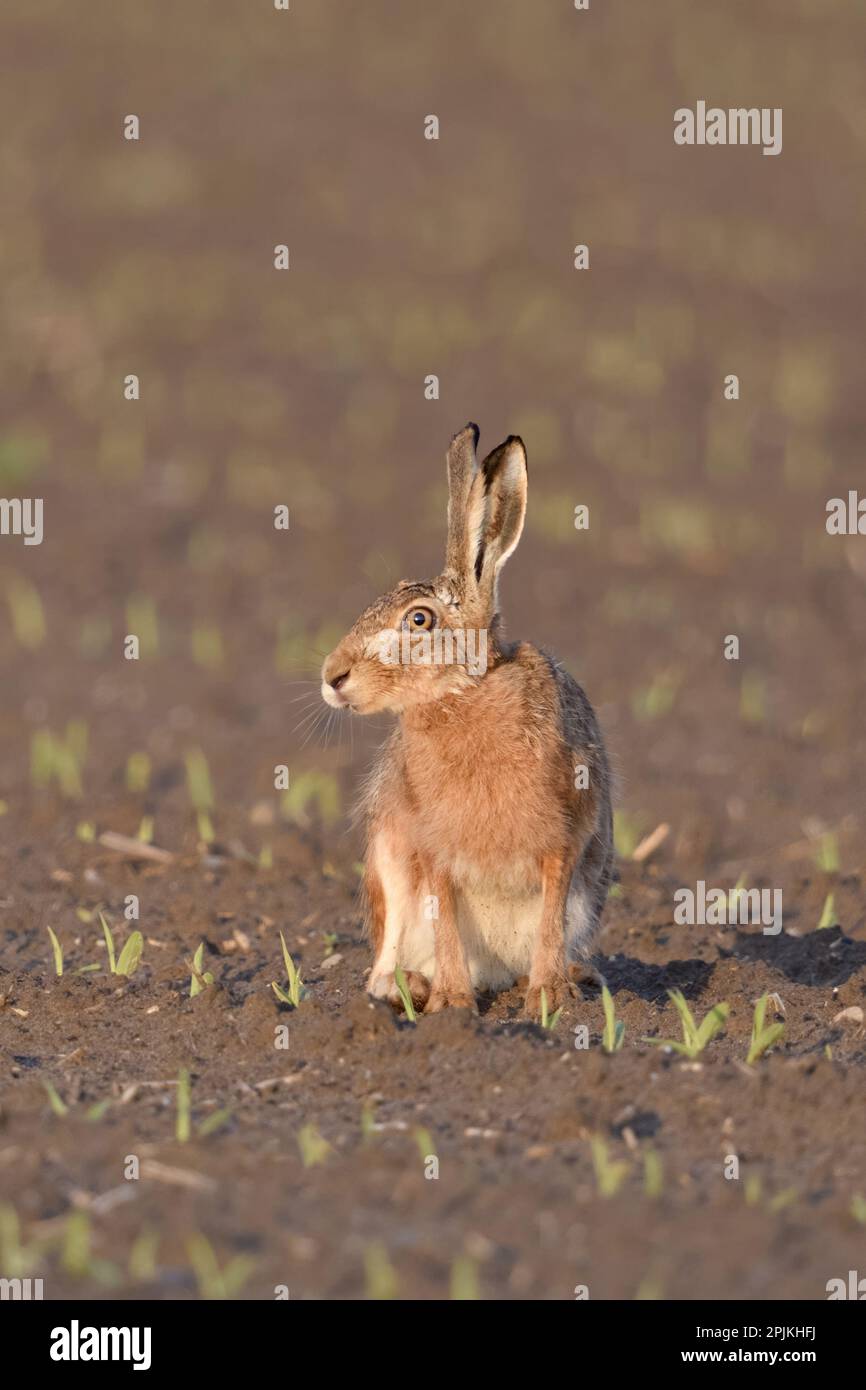 irritated look... European hare ( Lepus europaeus ) sits in the evening light on a freshly tilled field, funny, expressive image Stock Photo
