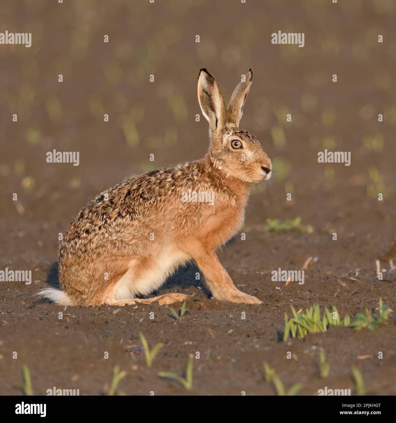 in the evening light... European hare ( Lepus europaeus ) on a freshly tilled field sitting in the sun Stock Photo