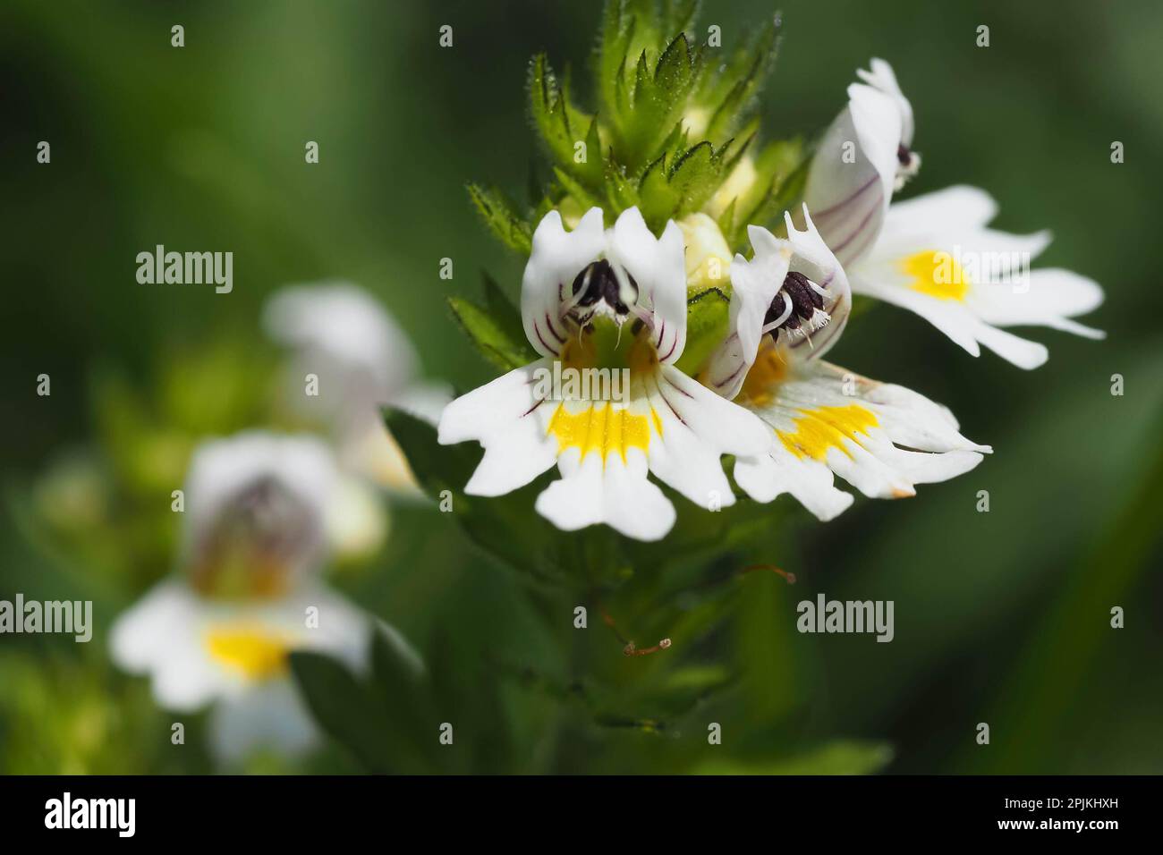 Eyebright flowering plant Stock Photo