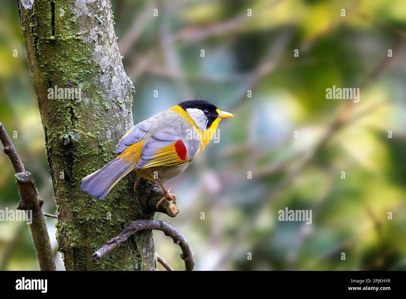 An adult silver-eared mesia, Leiothrix argentauris, is a small and colourful species of bird endemic to South East Asia. Perched on a dead log and wit Stock Photo