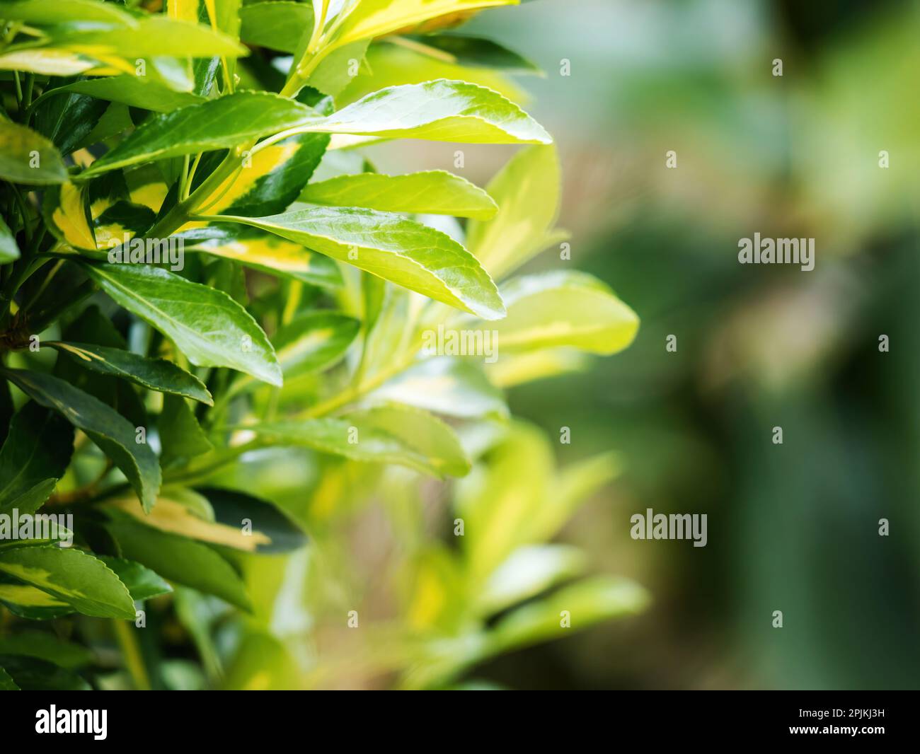 A close-up of a small evergreen spindle tree, part of the Celastraceae family, showing delicate green spring growth. Perfect for food and drink or gardening. Stock Photo