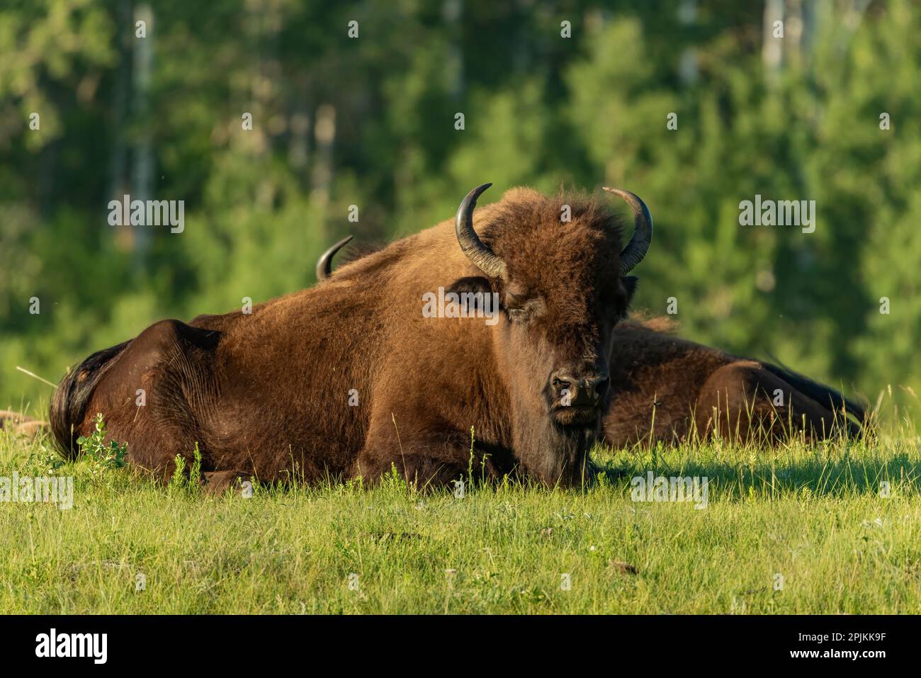 Canada, Manitoba, Riding Mountain National Park. Plains bison adults resting in grass. Stock Photo