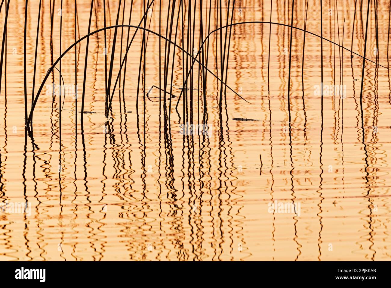 Canada, Manitoba, Wekusko Falls Provincial Park. Reeds reflect patterns in Wekusko Lake. Stock Photo