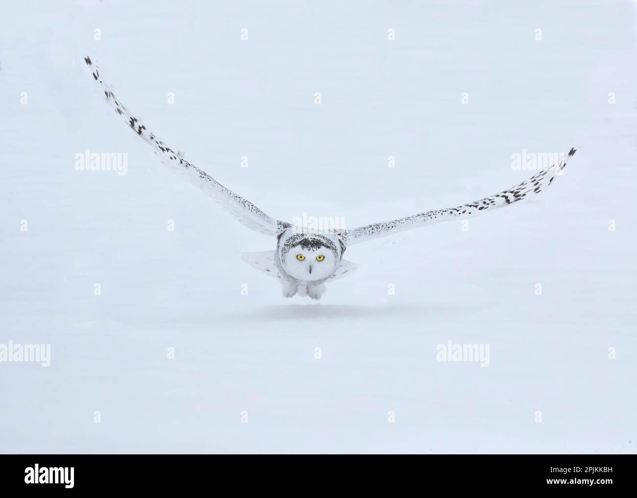 Canada, Ontario, Barrie. Female snowy owl in flight over snow. Stock Photo