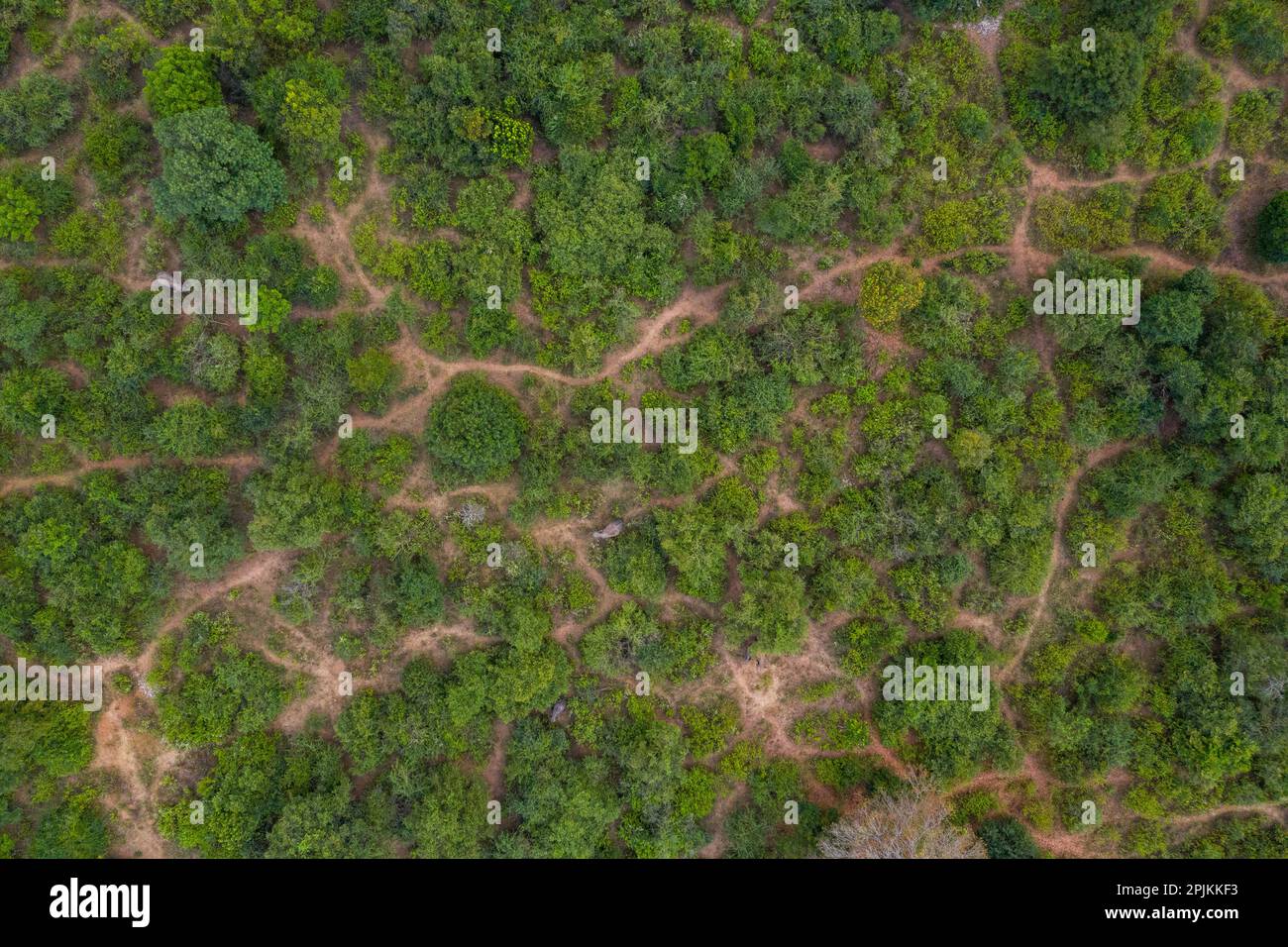 Aerial view vivid dense forest hi-res stock photography and images - Alamy