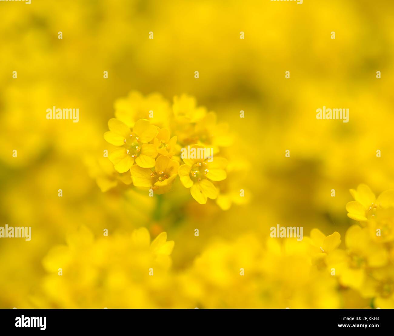 basket-of-gold-germany-2PJKKFB.jpg