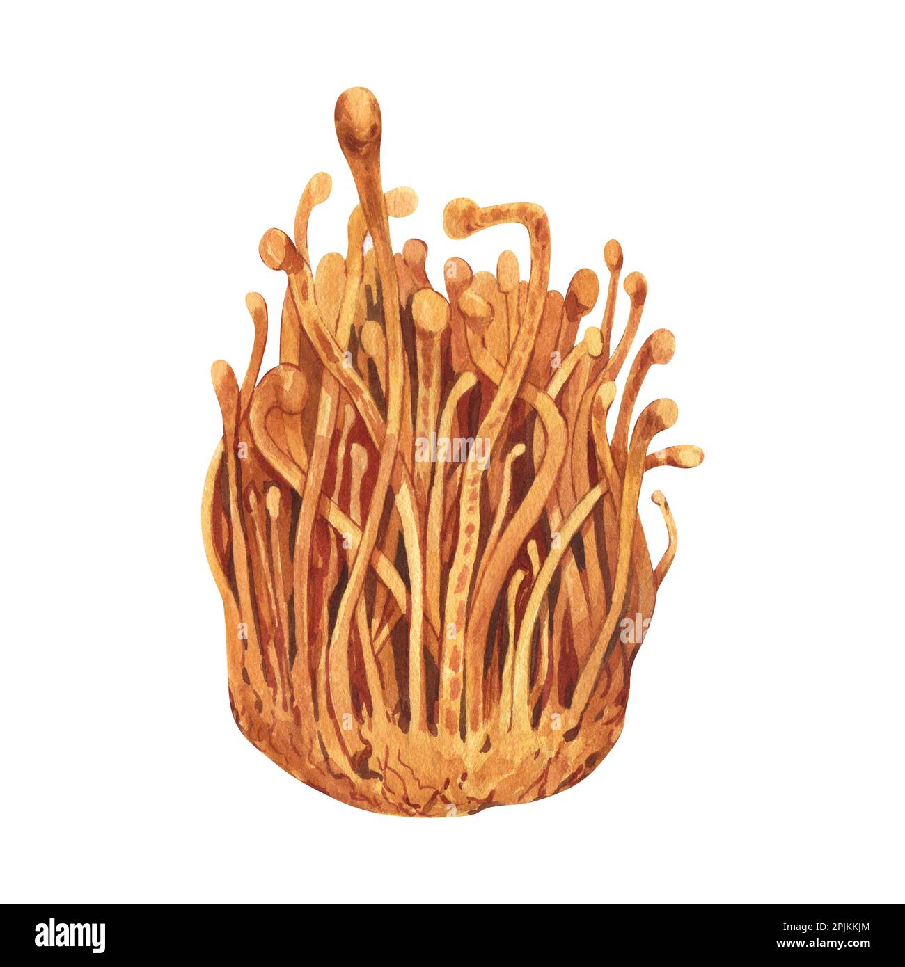 Watercolor fresh Cordyceps militaris mushroom. Handdrawn illustration