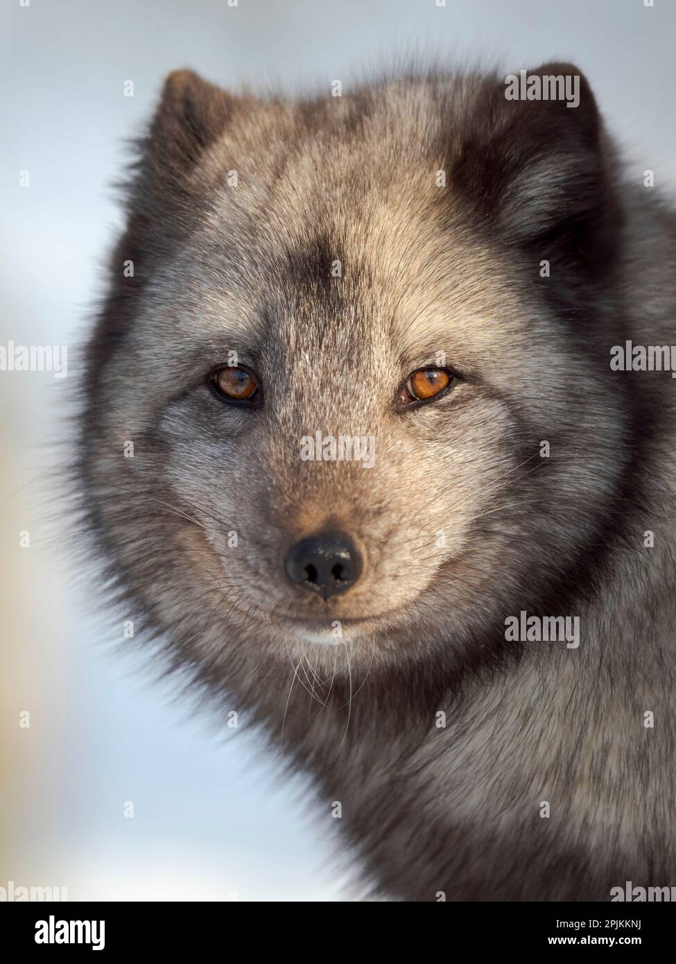 Arctic Fox, blue morph, in deep snow during winter. Europe, Norway, Bardu, Polar Park Stock Photo