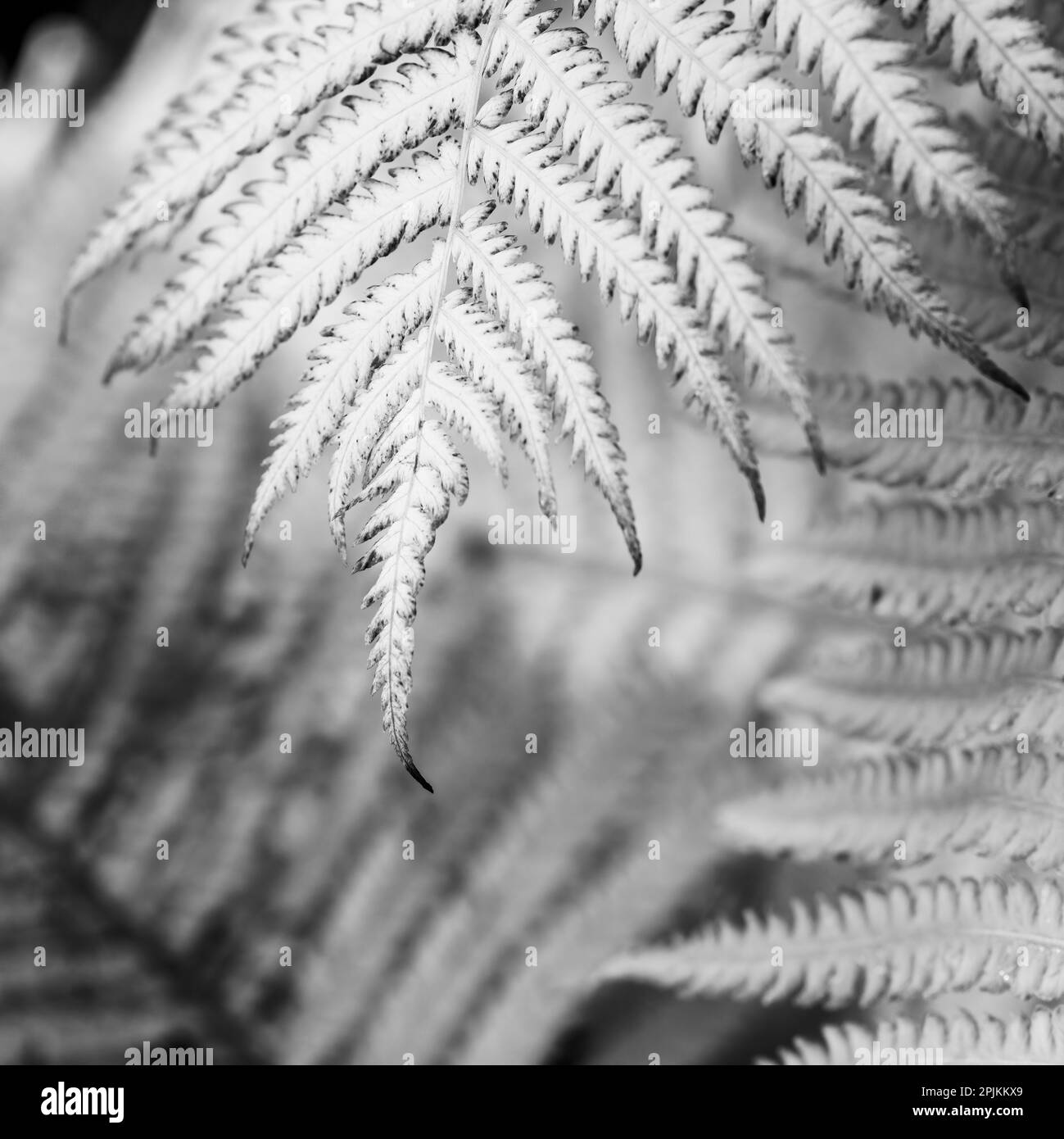 Leaf of fern hi-res stock photography and images - Alamy