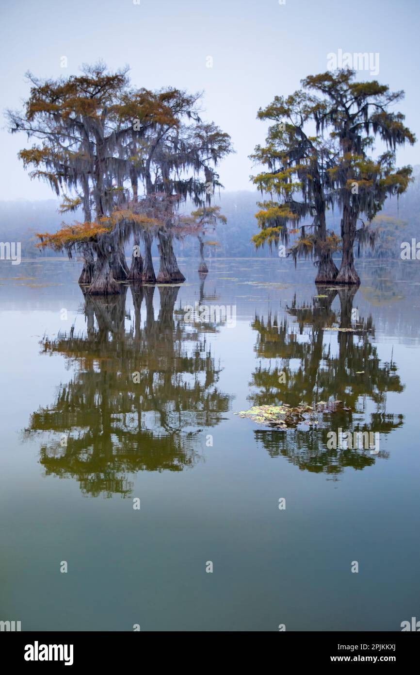 Bald cypress turning to fall color as leaves die, Caddo Lake, Texas. Stock Photo
