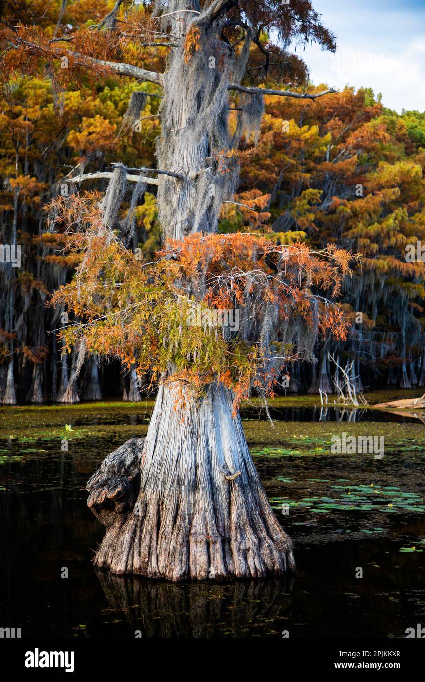 Bald cypress and Spanish moss, Caddo Lake, Texas Stock Photo