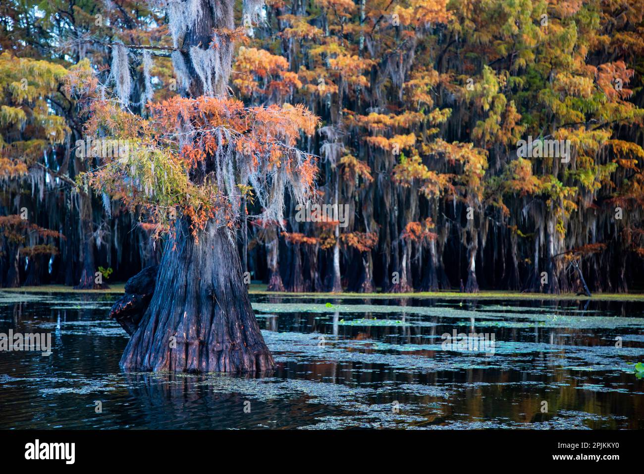 Bald cypress in fall color Stock Photo